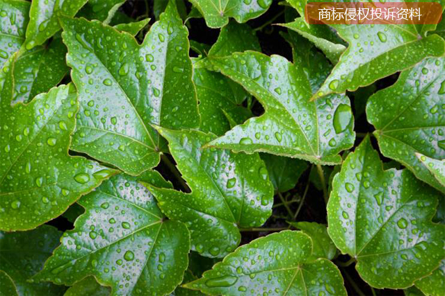 處理商標侵權(quán)投訴需要什么資料